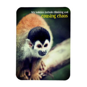 Ímã Macaco esquilo na árvore