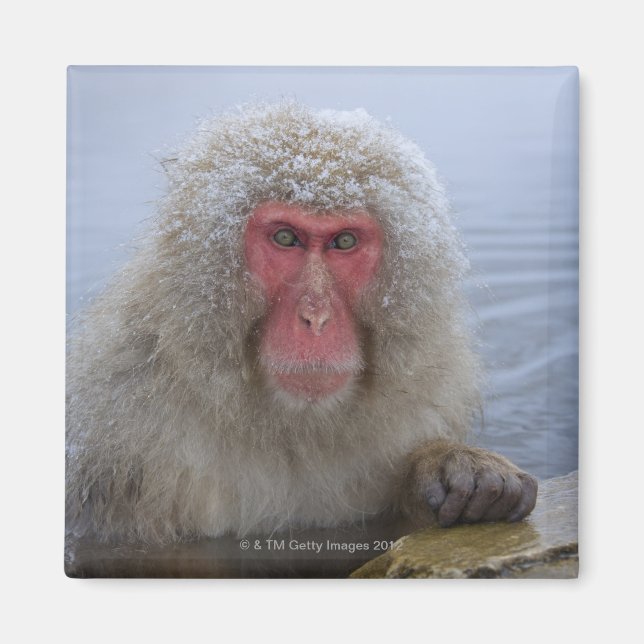 Imã Macaco japonês da neve na primavera (Frente)