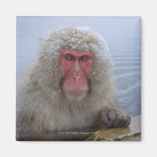 Imã Macaco japonês da neve no hotspring