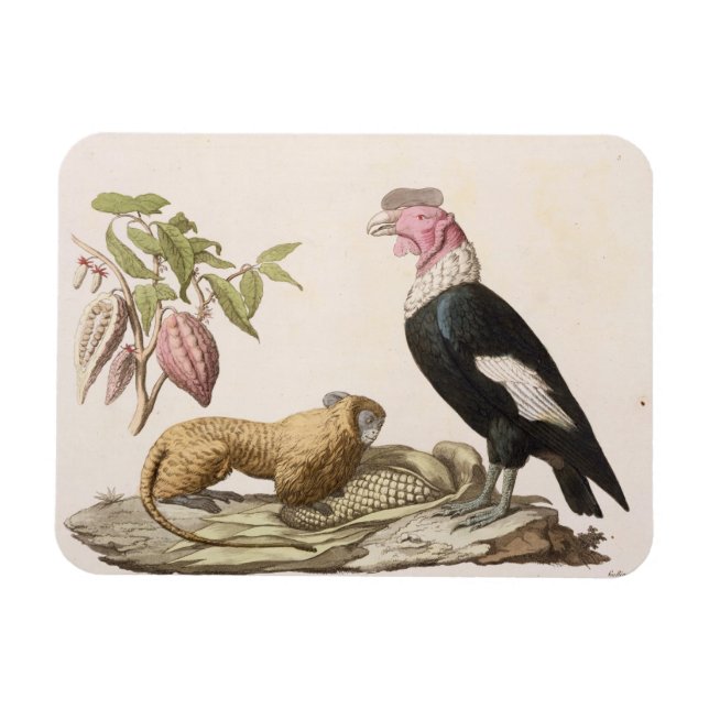 Ímã Macaco-leão e condor, nativo do Chile ou do Equado (Horizontal)