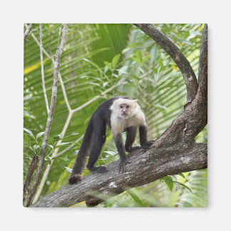 Imã Macaco na Selva