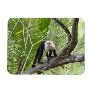 Ímã Macaco na Selva
