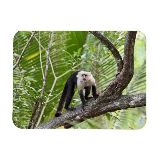 Ímã Macaco na Selva (Horizontal)