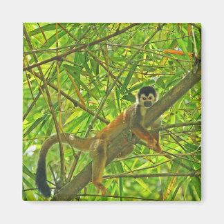Imã Macaco na selva de Bambu