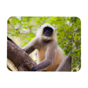 Ímã Macaco na selva do Parque Nacional de Ranthambore
