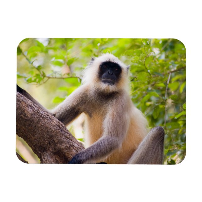 Ímã Macaco na selva do Parque Nacional de Ranthambore (Horizontal)