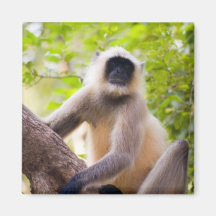 Imã Macaco na selva do Parque Nacional de Ranthambore