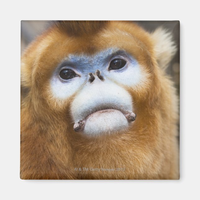 Imã Macaco-Ouro-macaco Pygathrix roxellana, retrato (Frente)