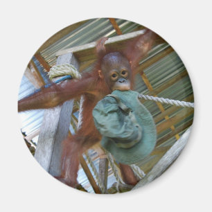 Imã Macaco para o verde