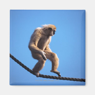 Imã macaco que anda na corda
