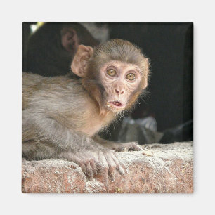 Imã Macaco Scared com o ímã grande dos olhos