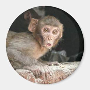 Imã Macaco Scared com o ímã redondo dos olhos grande