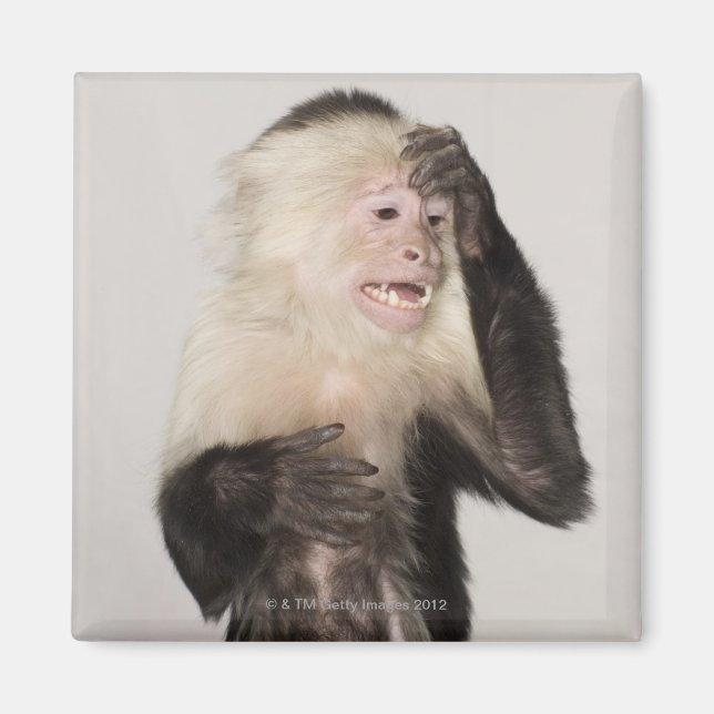 Imã Macaco se arranhando (Frente)