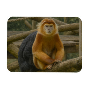 Ímã Macaco Snub-Nosed no Refúgio em Woodland