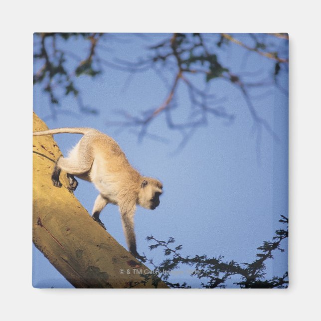 Imã Macaco vervet no galho das árvores, Serengeti (Frente)