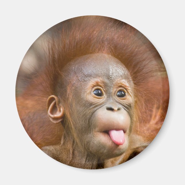 Imã Macacos 2 (Frente)