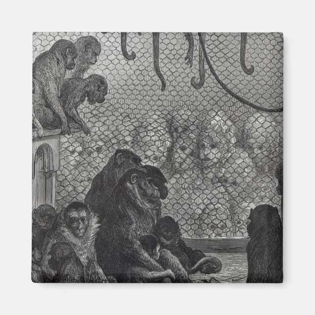 Imã Macacos de Londres (Frente)