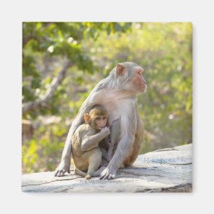 Imã Macacos de Macaque do Rhesus da mãe e do bebê na