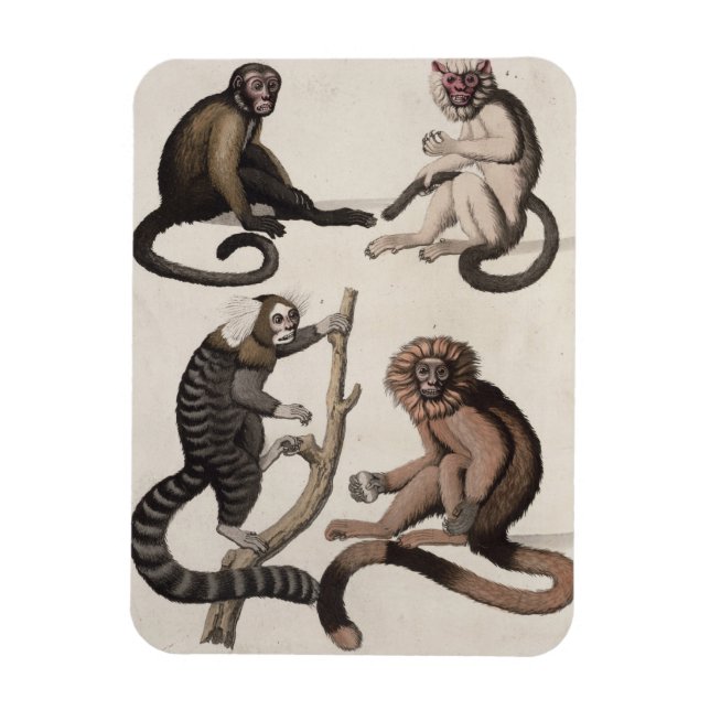 Ímã Macacos (litoral colorido) (Vertical)
