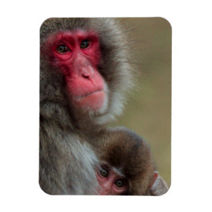 Ímã Macacos Macacos Japoneses - Magnete Flexível