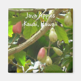 Imã Maçãs de Java