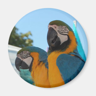 Imã Macaw azul & Dourado