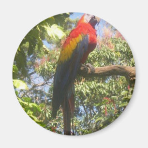 Imã Macaw de Costa Rica