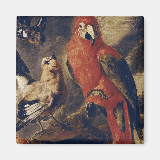 Imã Macaw e Bullfinch (Frente)