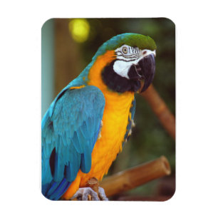 Ímã Macaw Macaw