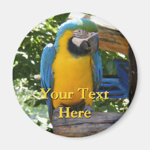 Imã Macaw Magnet