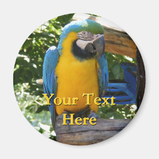 Imã Macaw Magnet