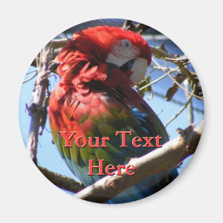 Imã Macaw Magnet