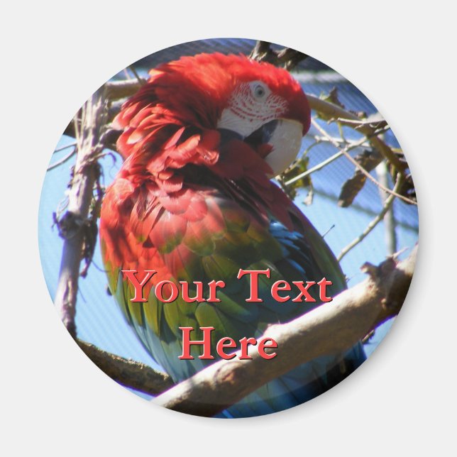 Imã Macaw Magnet (Frente)