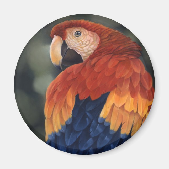 Imã Macaw Magnet (Frente)
