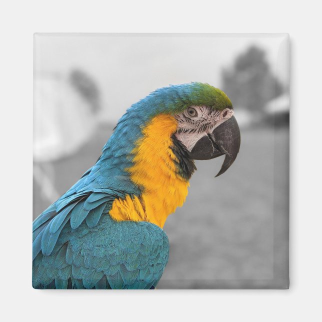 Imã Macaw Parrot (Frente)