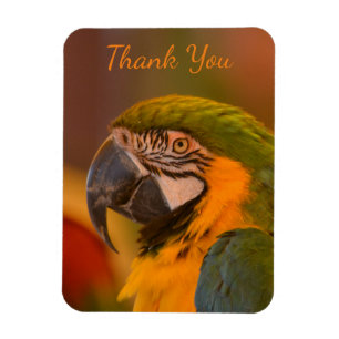 Ímã Macaw Parrot Obrigado