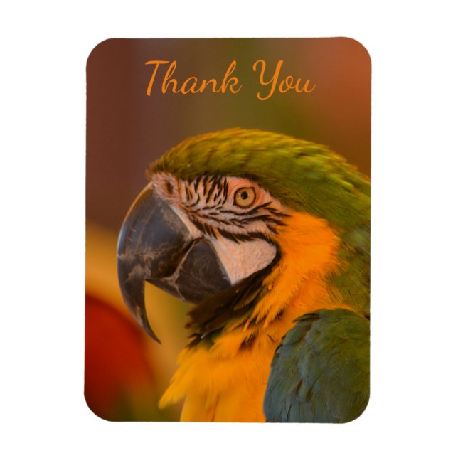 Ímã Macaw Parrot Obrigado (Vertical)