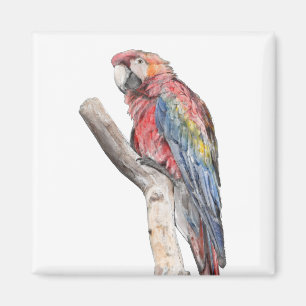 Imã Macaw Parrot Watercolor
