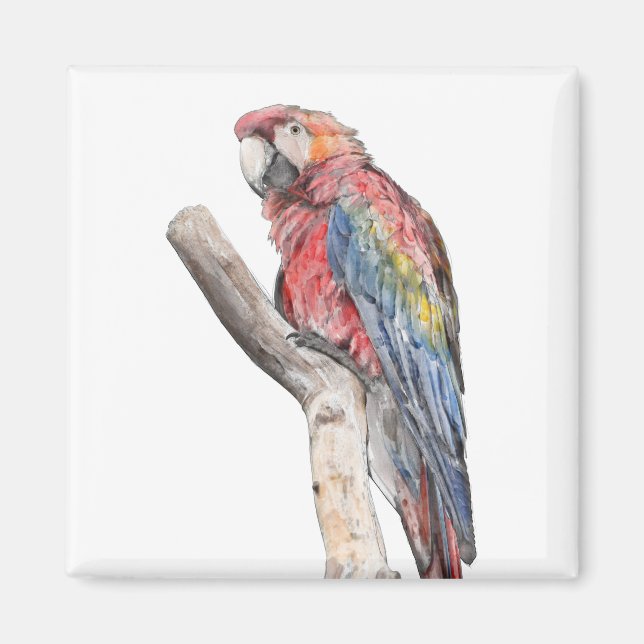 Imã Macaw Parrot Watercolor (Frente)