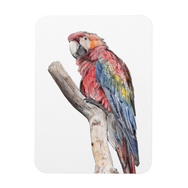 Ímã Macaw Parrot Watercolor (Vertical)