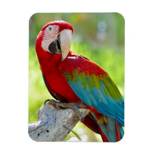 Ímã Macaw que senta-se no ramo