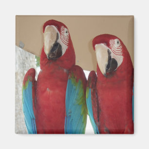 Imã Macaws vermelhos do verde azul