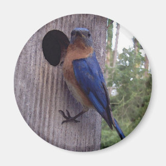 Imã Macho Bluebird Magnet