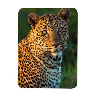 Ímã Macho de leopardo (Panthera Pardus) Filhote Adulto
