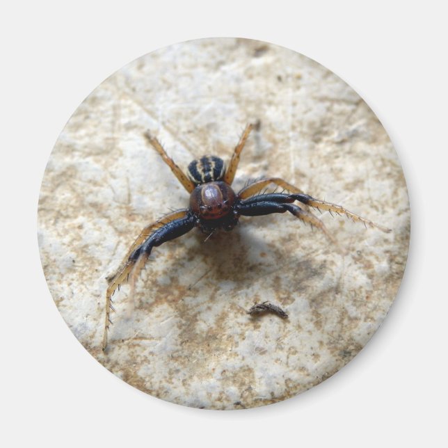 Imã Macho Ground Crab Spider Magnet (Frente)