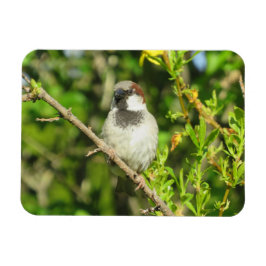Ímã Macho Sparrow no Magneta de Verão