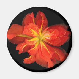 Imã Macro de Begonia Laranja Vibrante