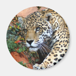 Imã Macro de desengaço do leopardo