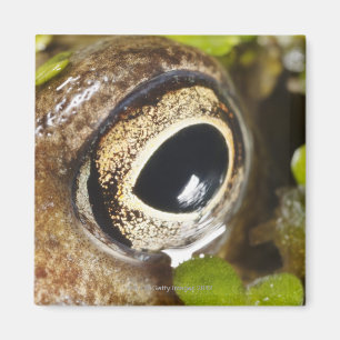 Imã Macro; Horizontal; Cor; Cor; Ninguém