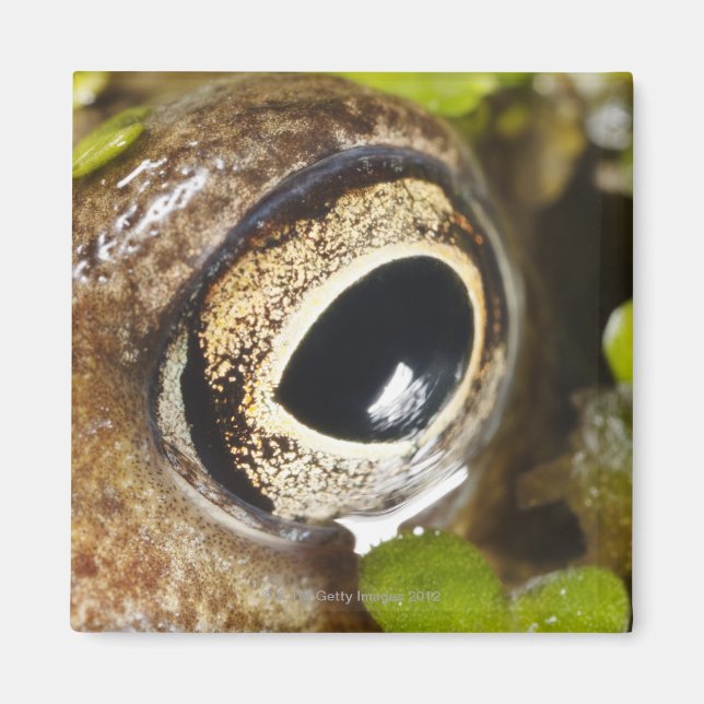 Imã Macro; Horizontal; Cor; Cor; Ninguém (Frente)